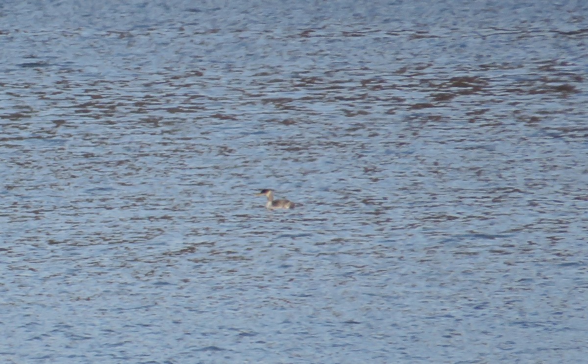 potápka rudokrká - ML646593006