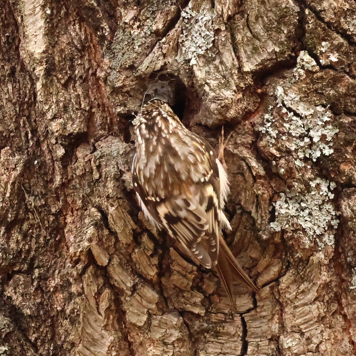 Brown Creeper - ML646593007