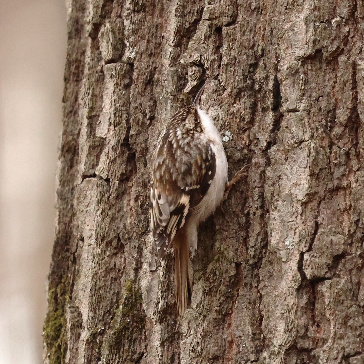 Brown Creeper - ML646593008