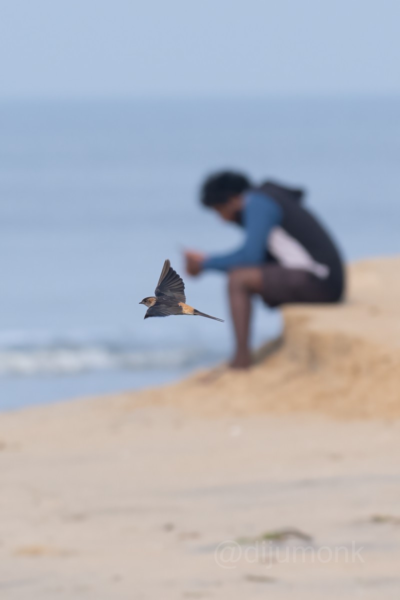 Eastern Red-rumped Swallow - ML646593009