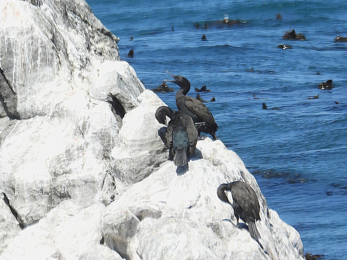 Sahil Karabatağı - ML646593010