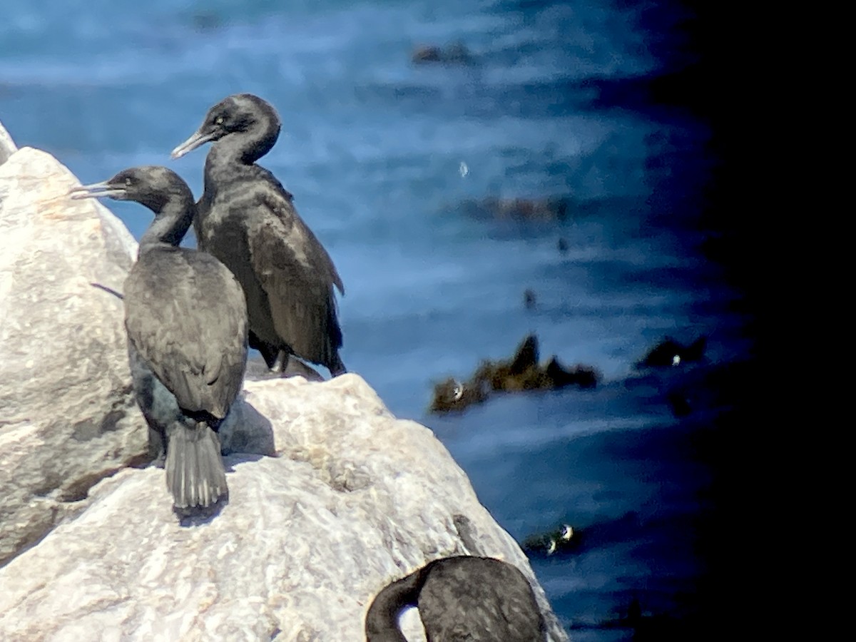 Sahil Karabatağı - ML646593011