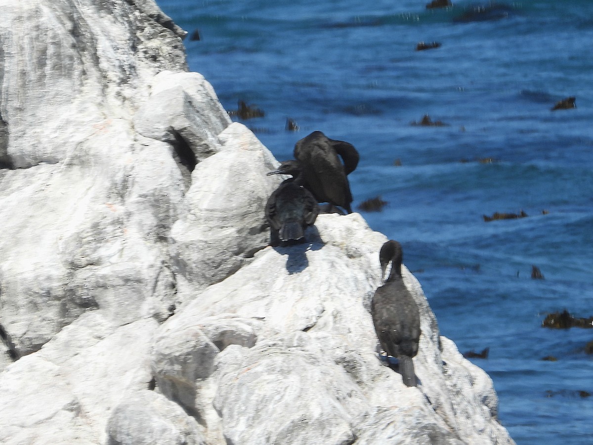 Sahil Karabatağı - ML646593012