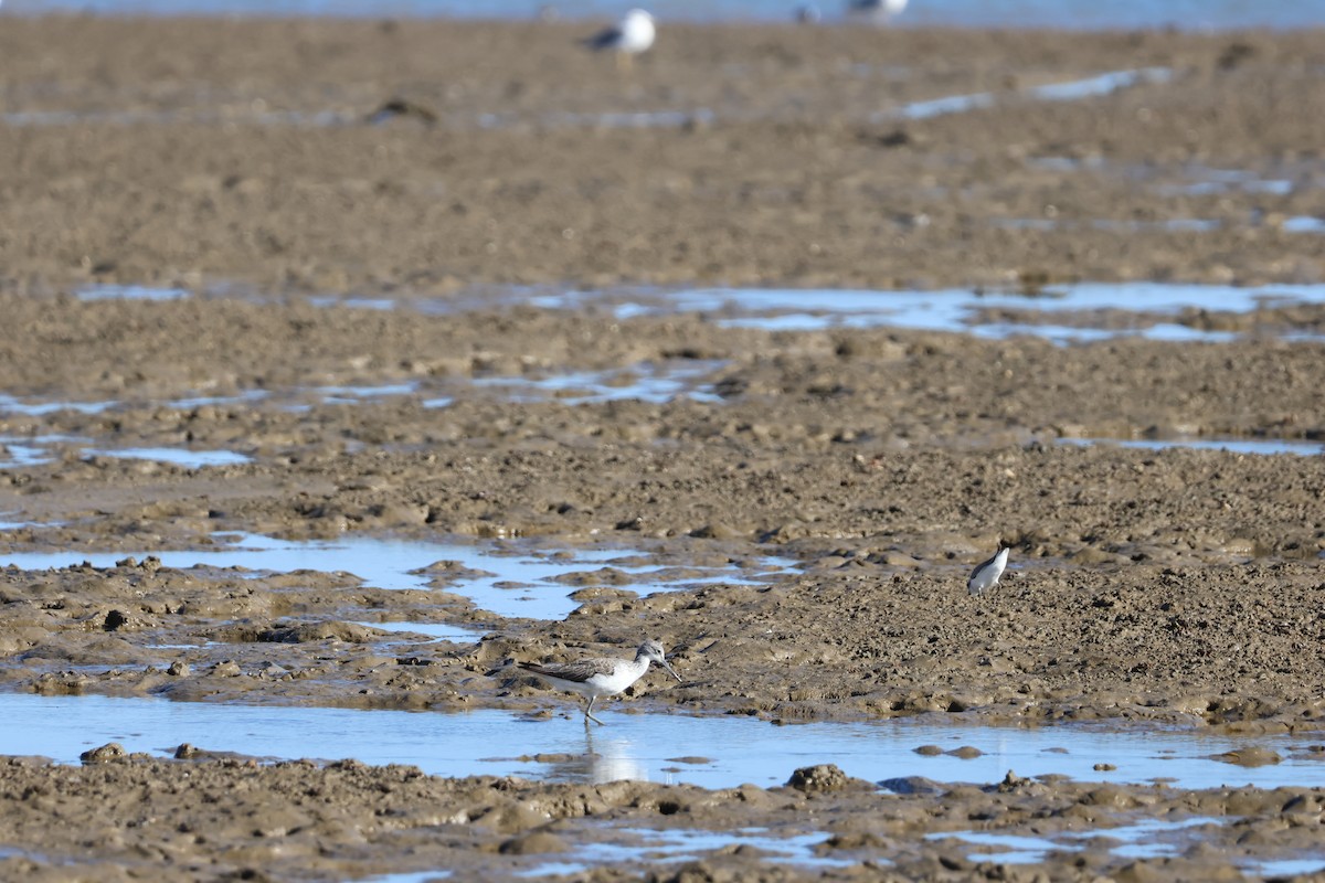 Большой улит - ML646593013