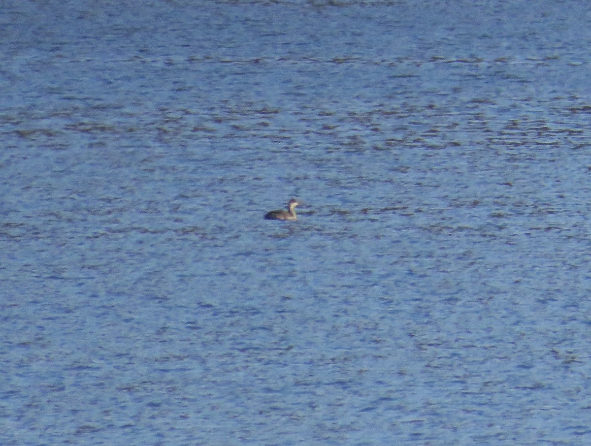 potápka rudokrká - ML646593014