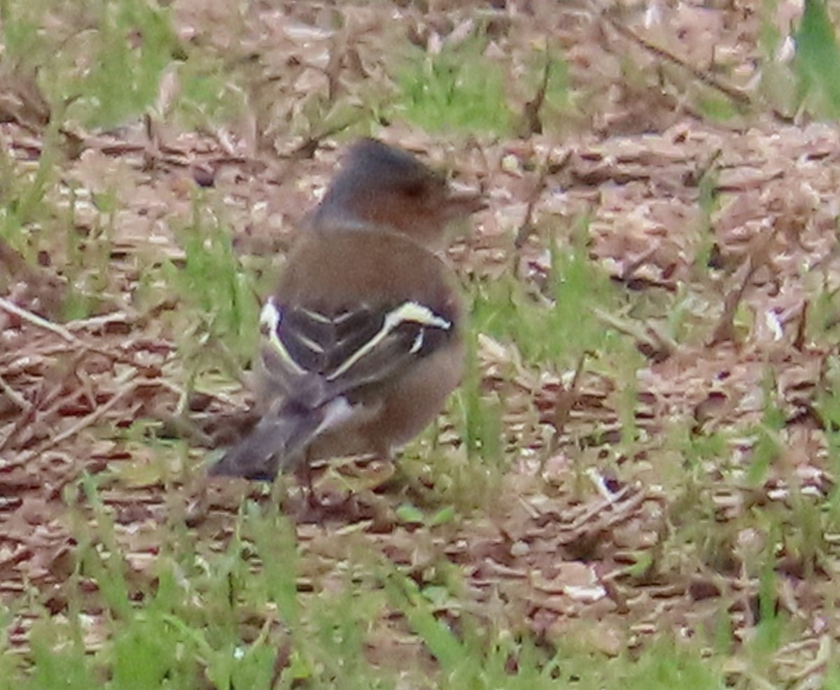 Pinson des arbres - ML646593015