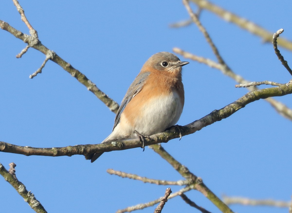 Azulejo Oriental - ML646593016