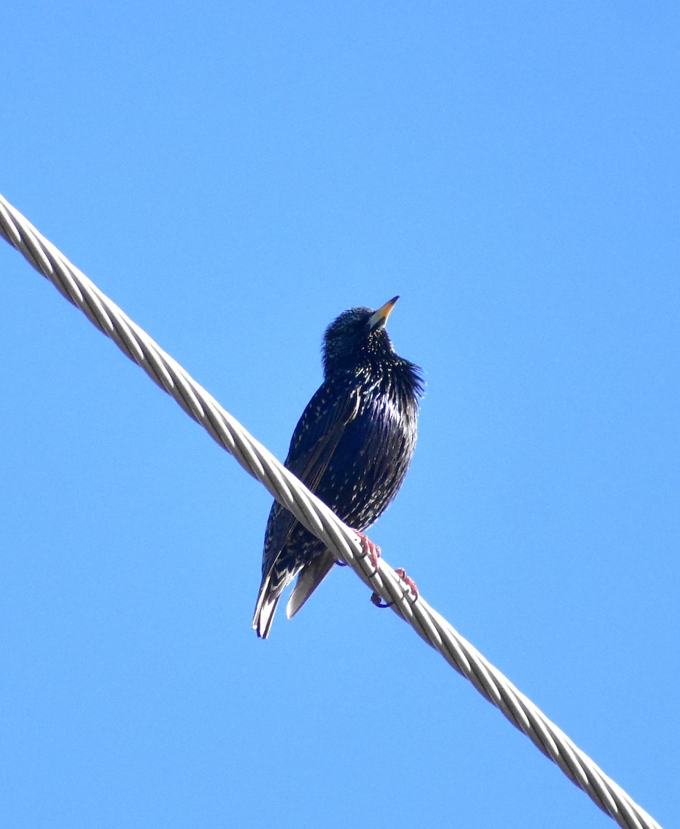 European Starling - ML646593017