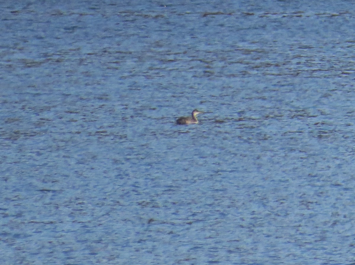 potápka rudokrká - ML646593018