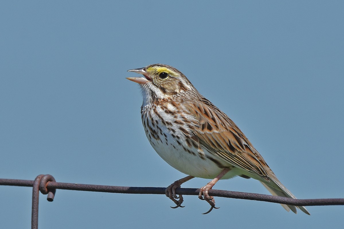 Savannah Serçesi - ML646593019