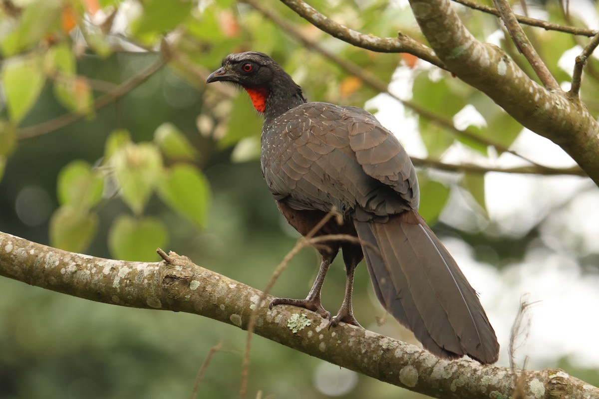 Dusky-legged Guan - ML646593020