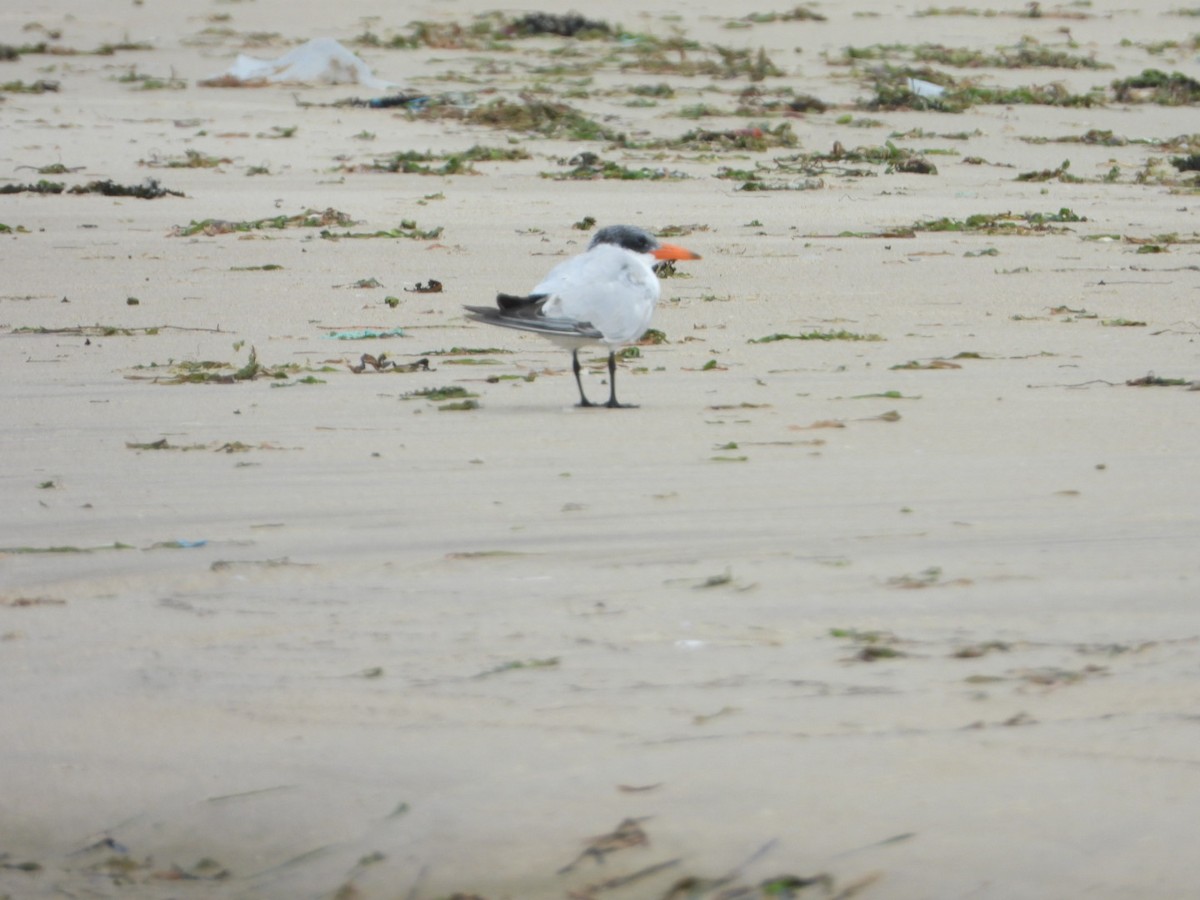 Caspian Tern - ML646593023