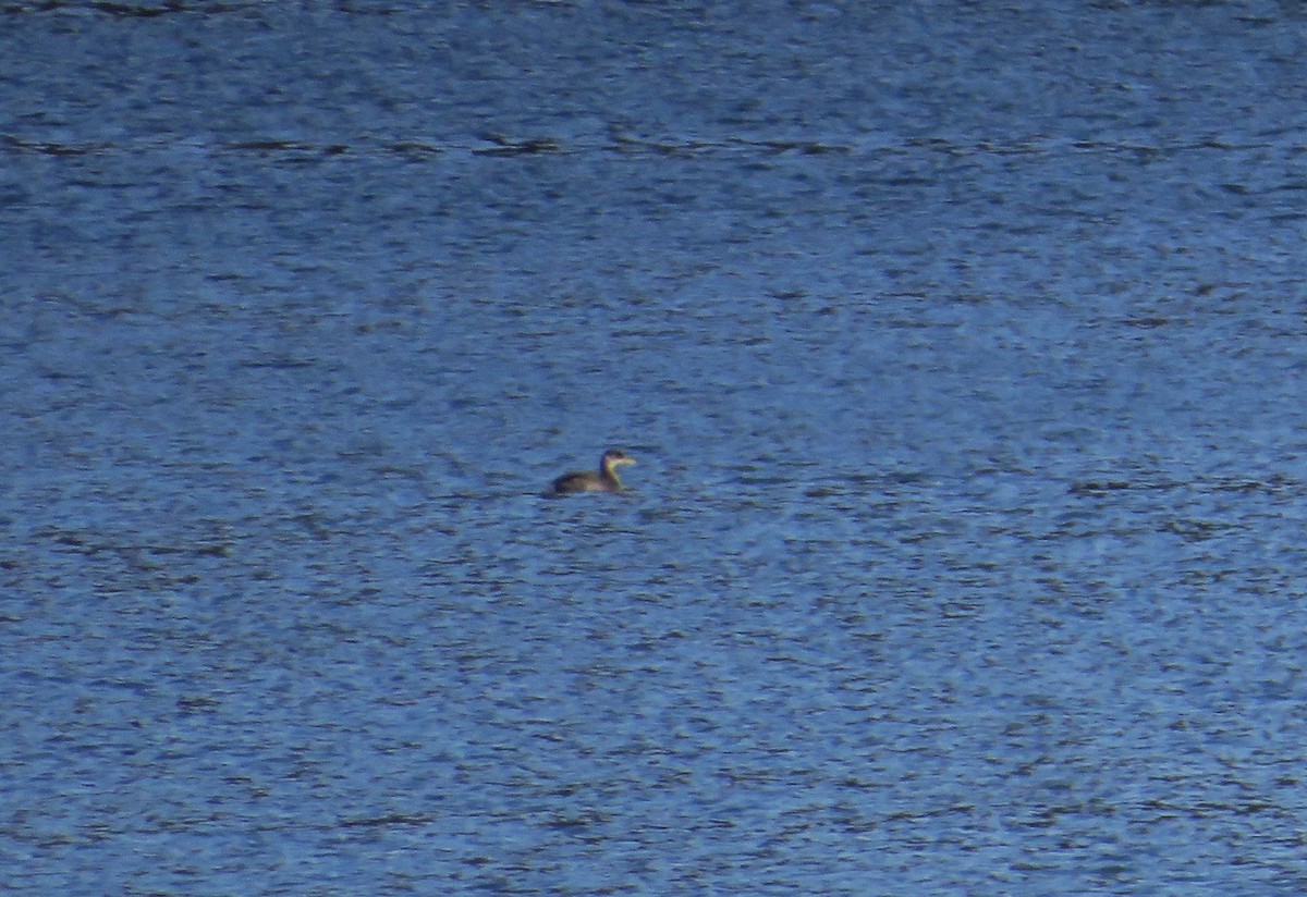 potápka rudokrká - ML646593028