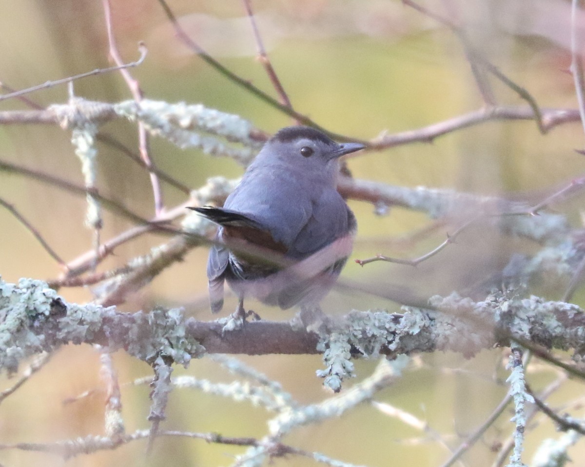 Пересмішник сірий - ML646593029