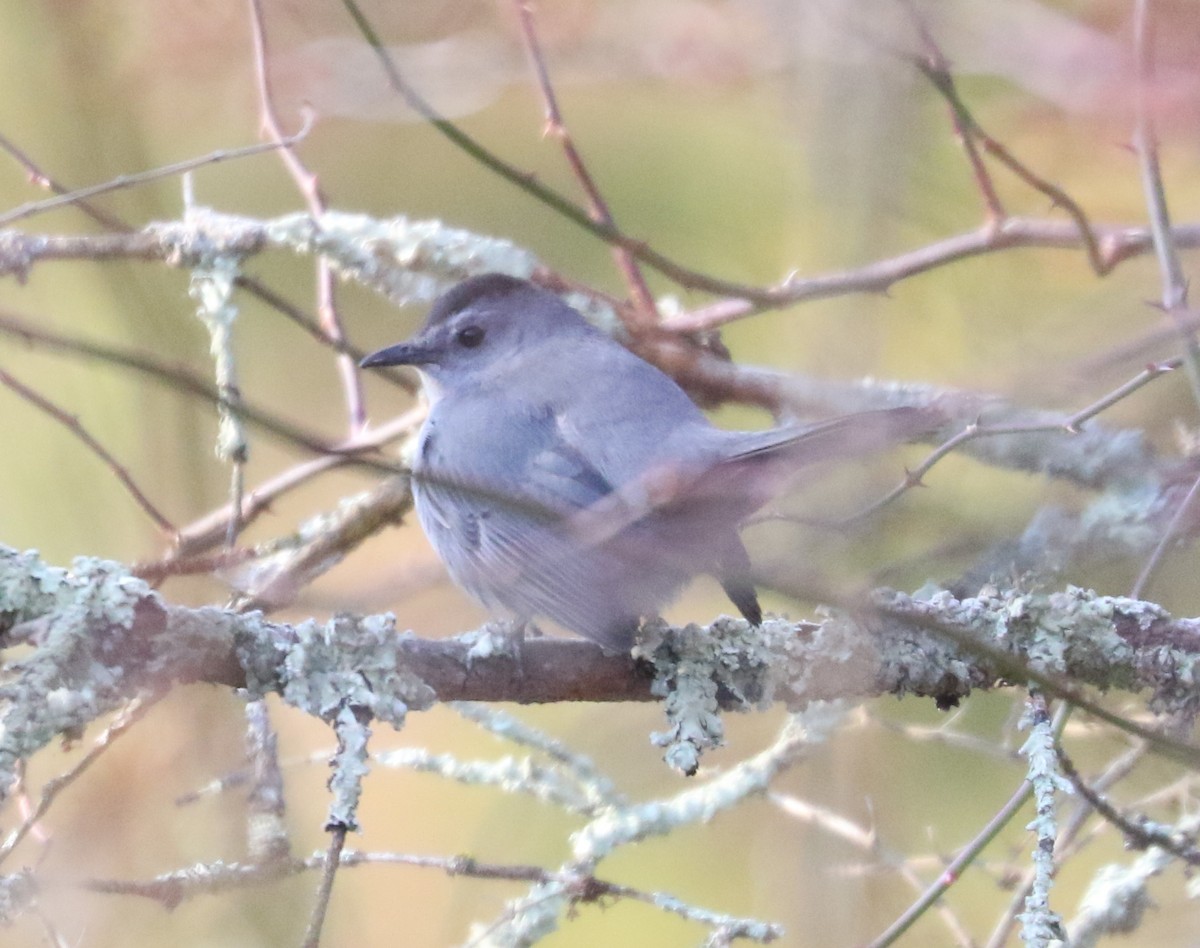 Пересмішник сірий - ML646593030