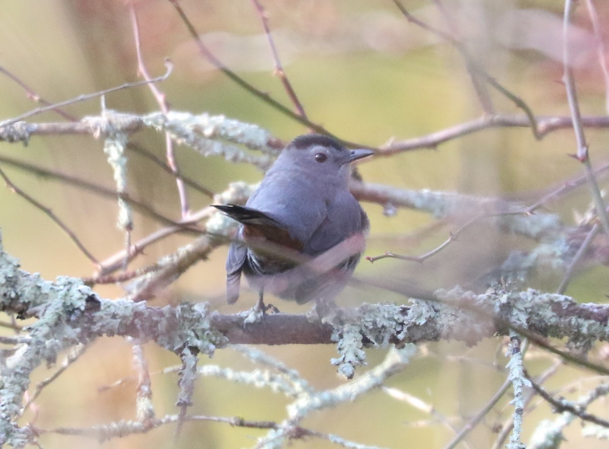 Пересмішник сірий - ML646593031