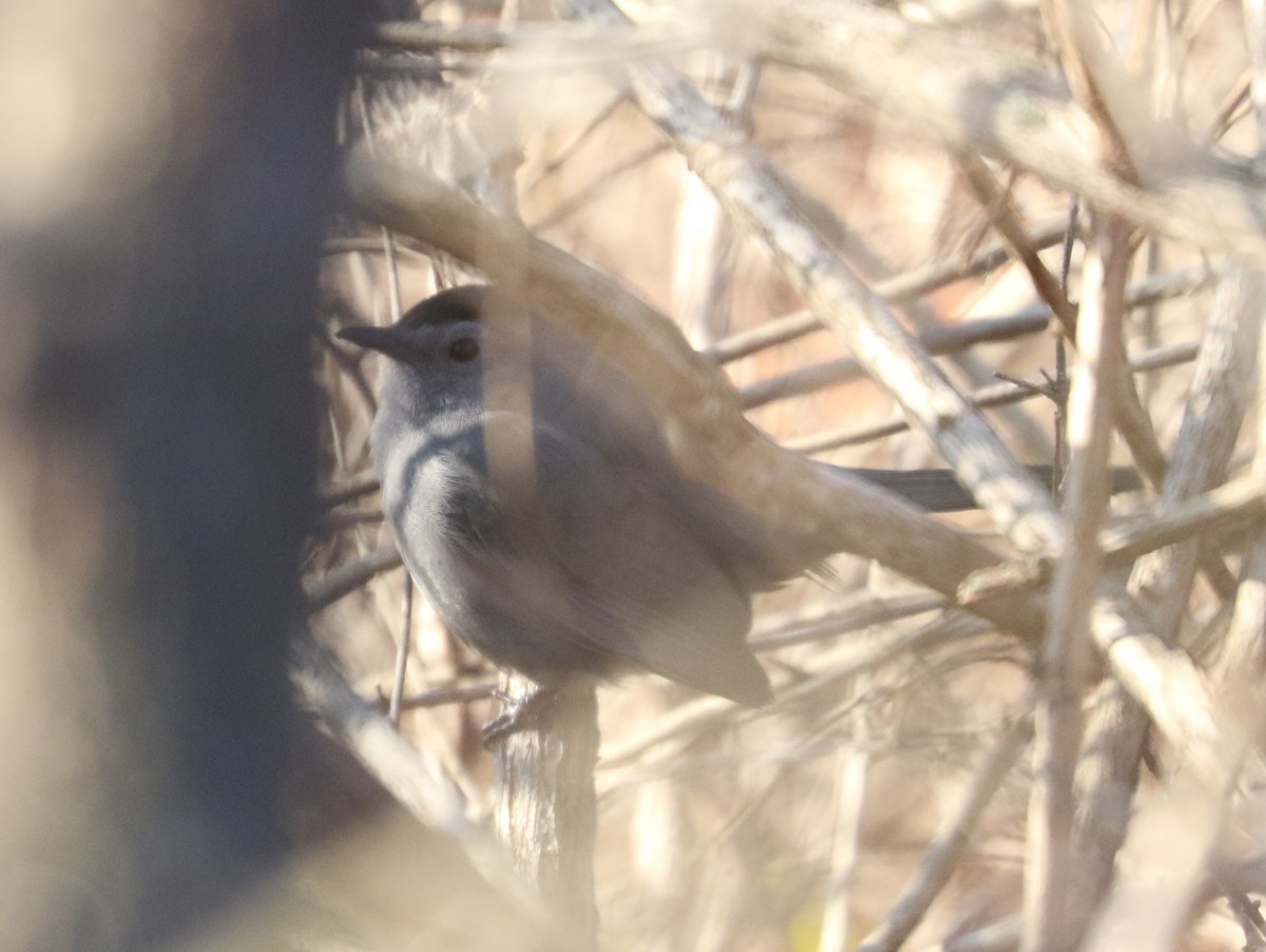 Пересмішник сірий - ML646593032