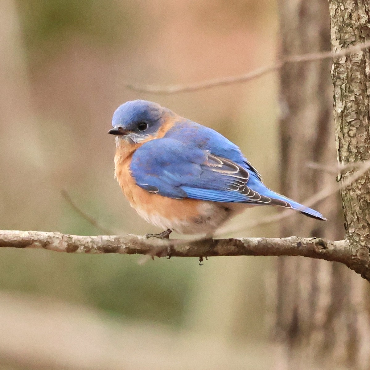 Azulejo Oriental - ML646593036