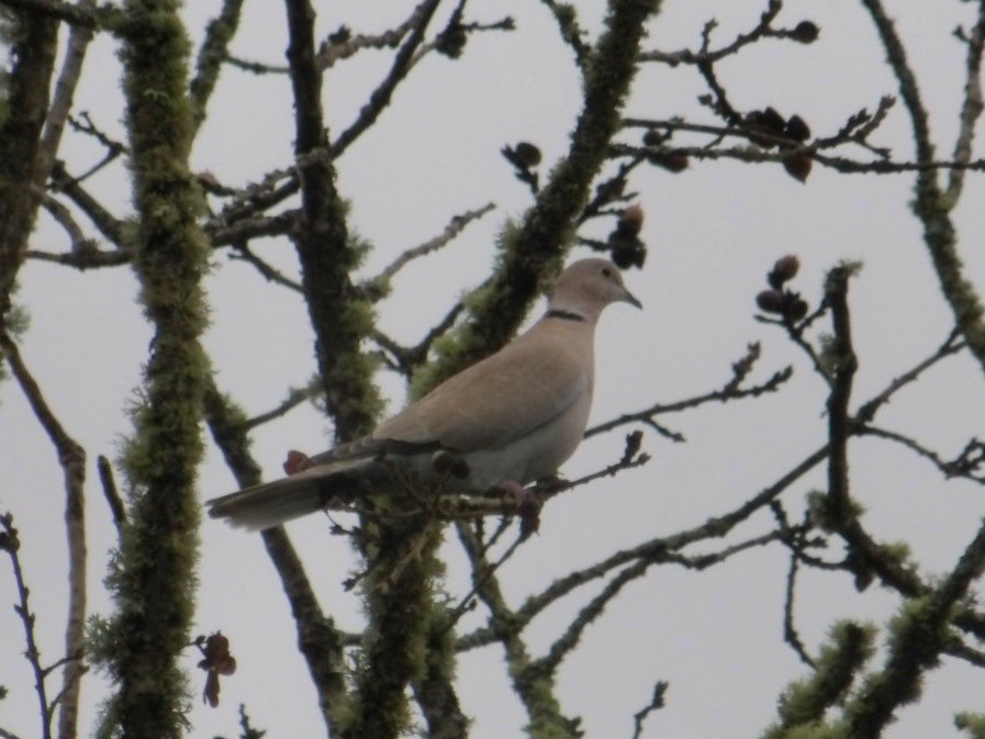 Eurasian Collared-Dove - ML646593037