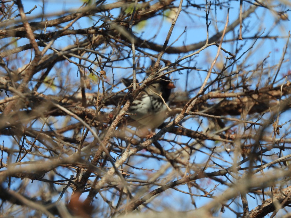 Harris's Sparrow - ML646593040