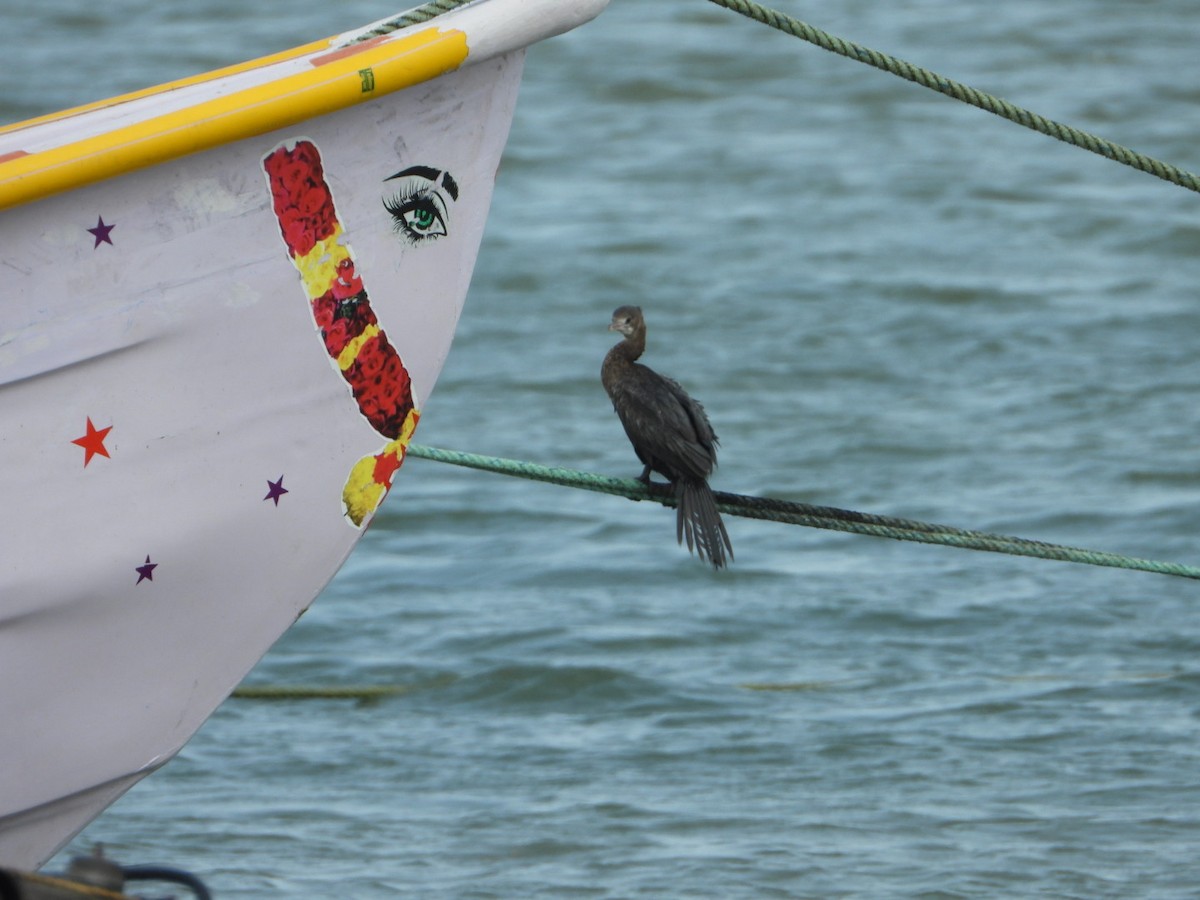 Little Egret - ML646593041