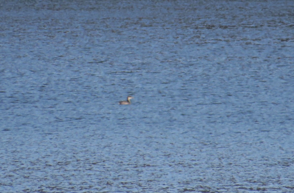 potápka rudokrká - ML646593044