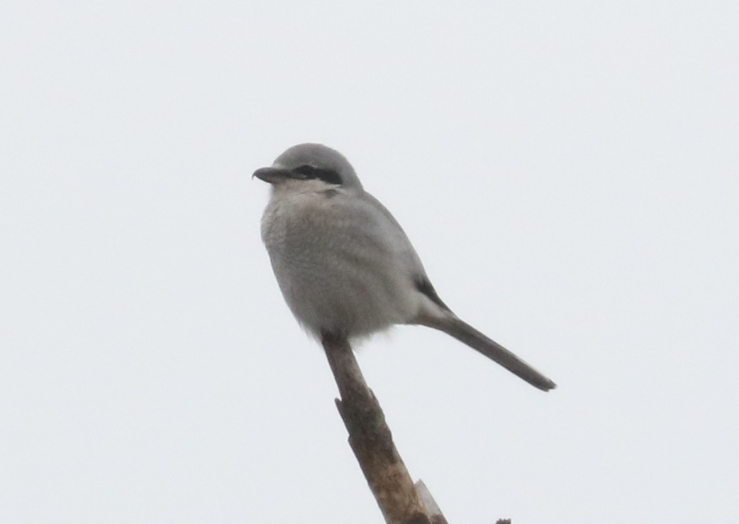 ťuhýk severní - ML646593048