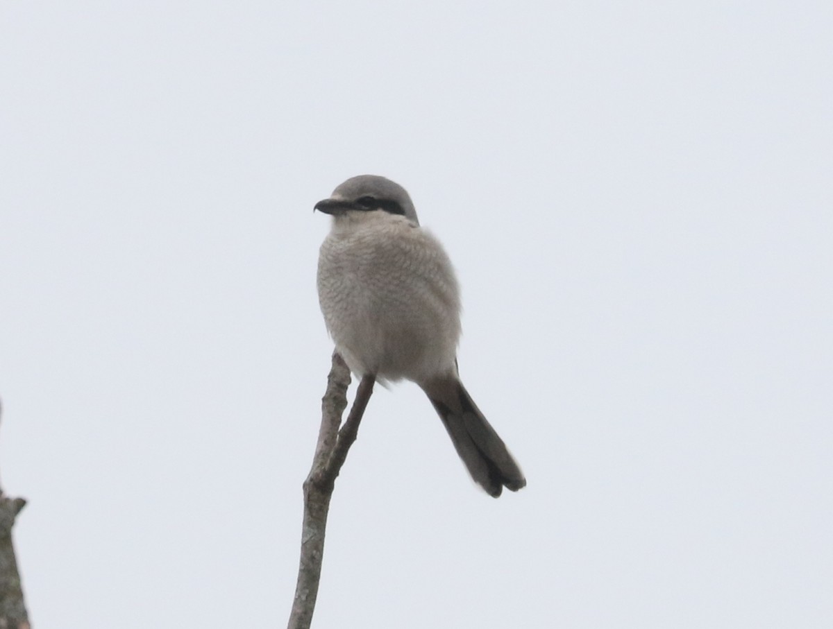 ťuhýk severní - ML646593051