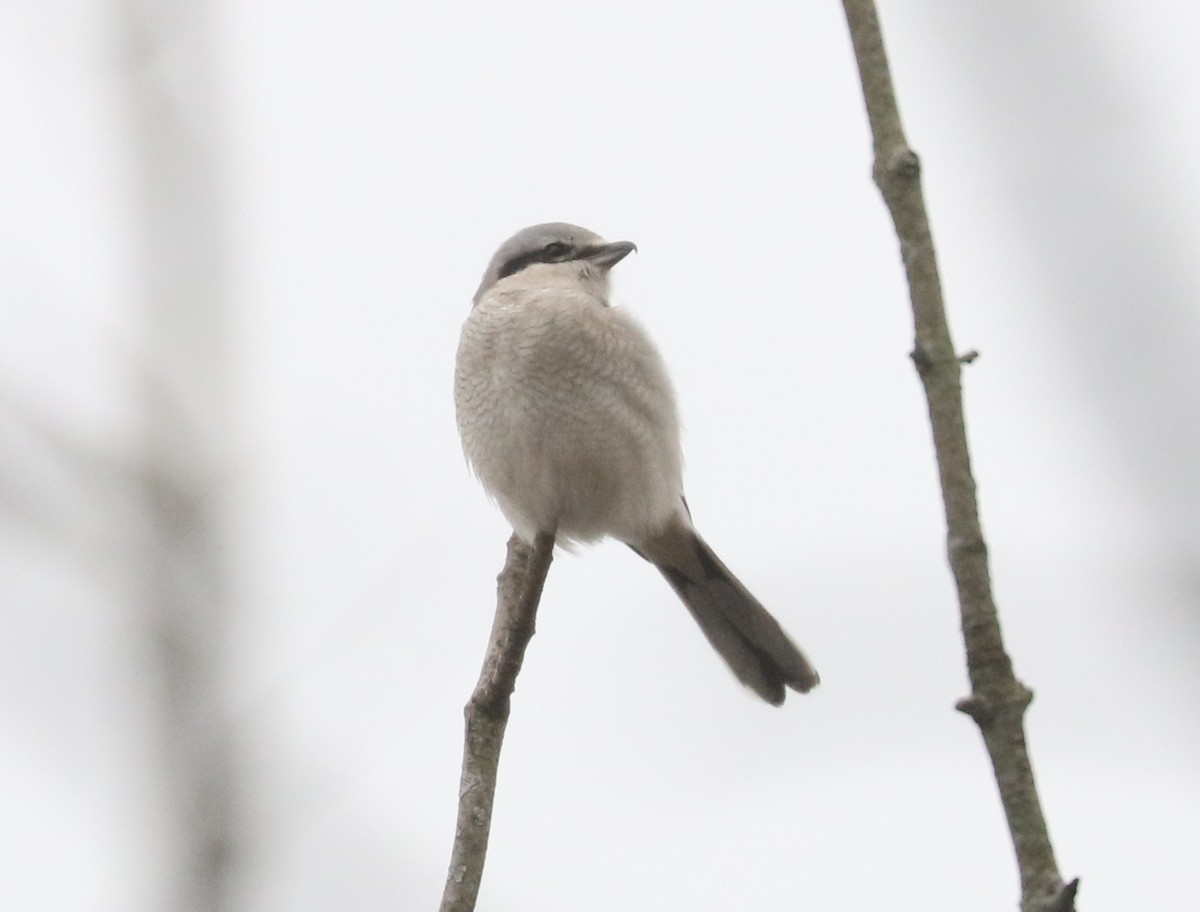 ťuhýk severní - ML646593052