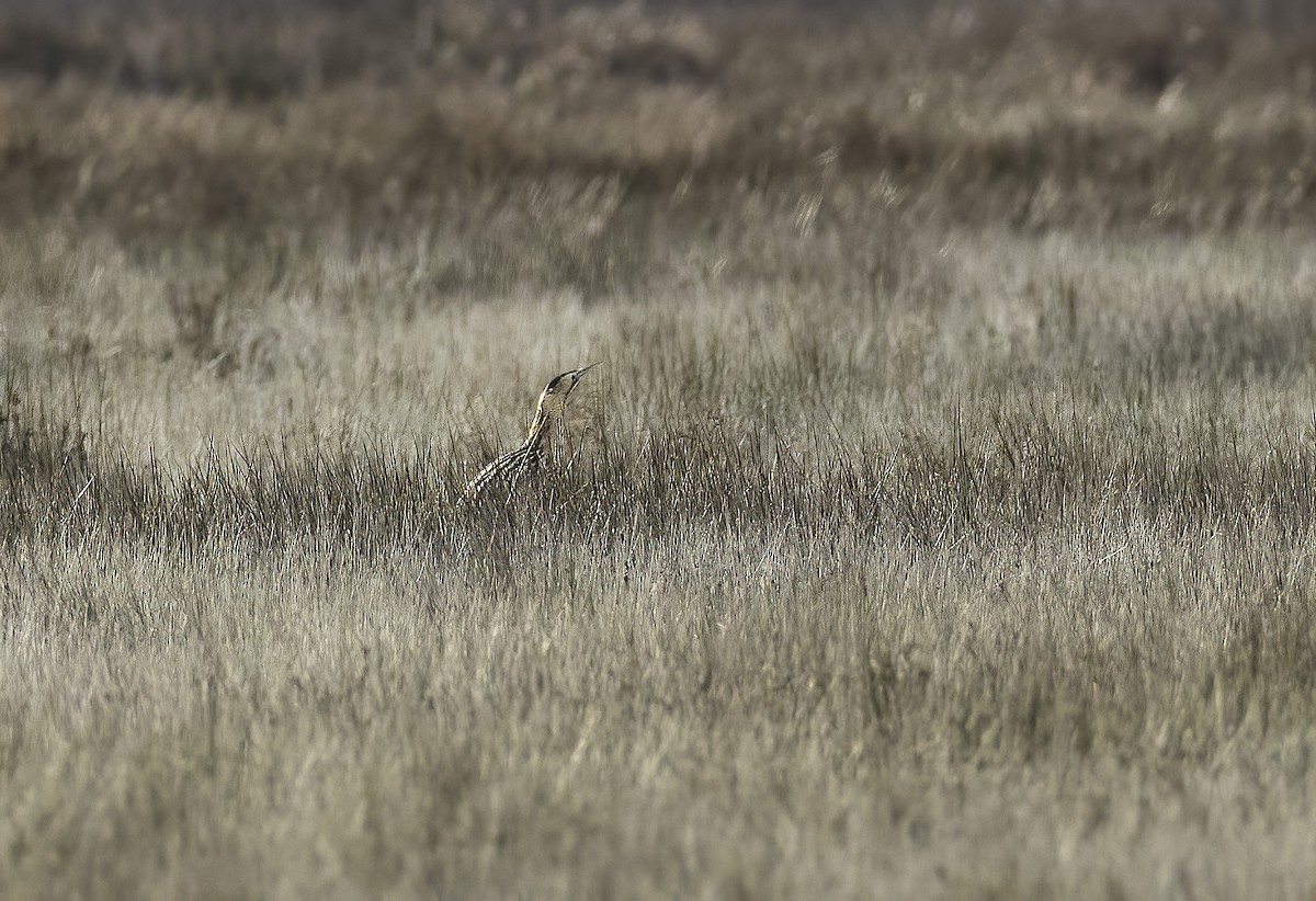 bukač velký - ML646593053