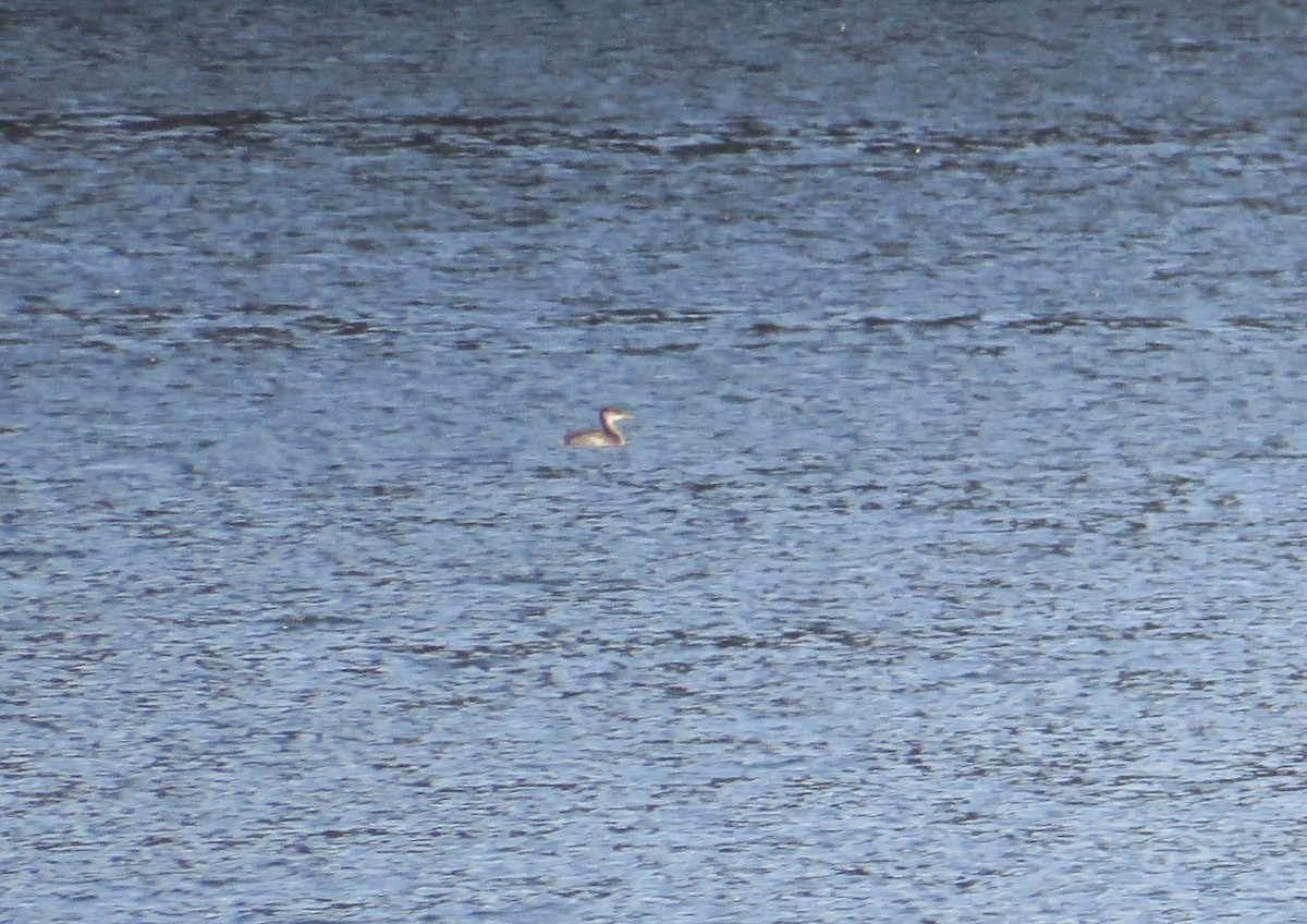 potápka rudokrká - ML646593056