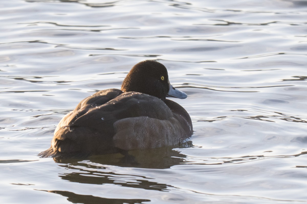 Морская чернеть - ML646593058