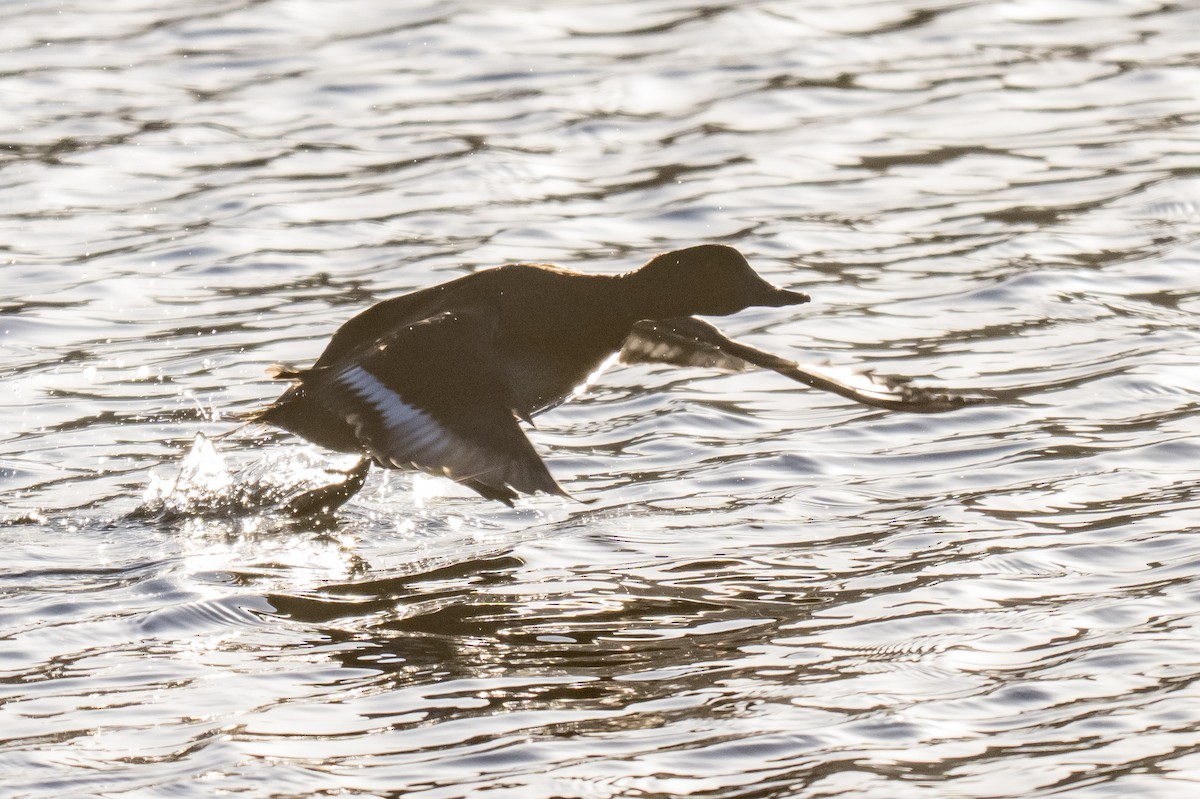 Морская чернеть - ML646593060