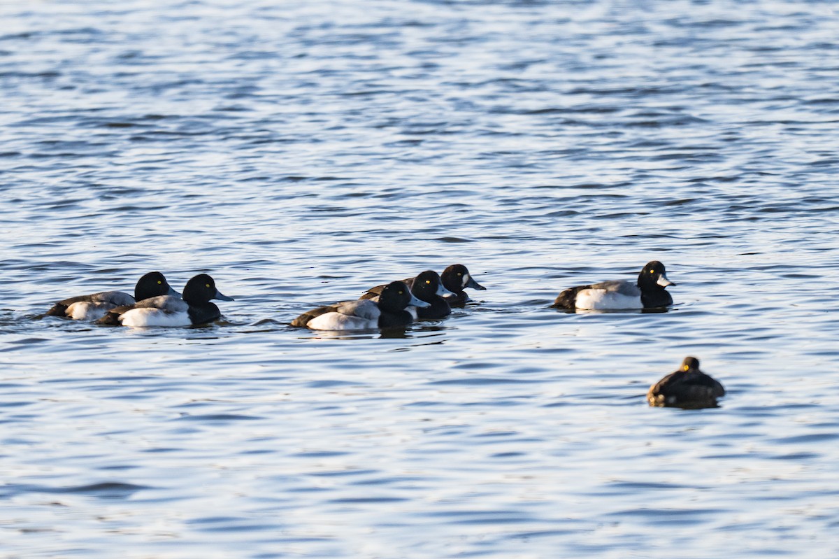 Морская чернеть - ML646593061