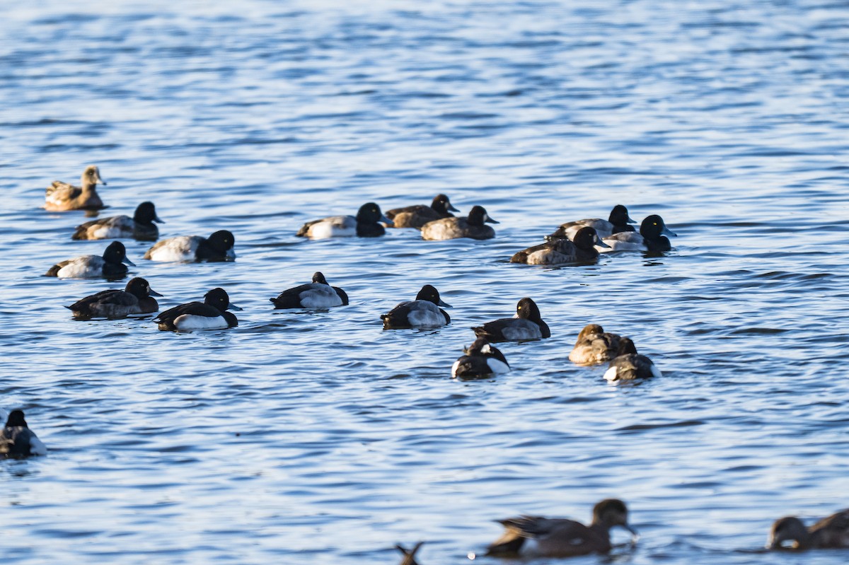 Морская чернеть - ML646593062
