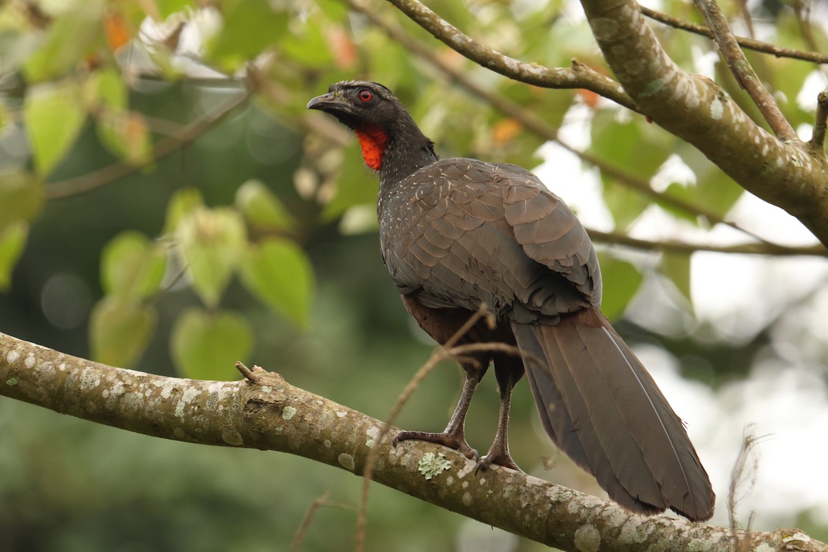 Dusky-legged Guan - ML646593063