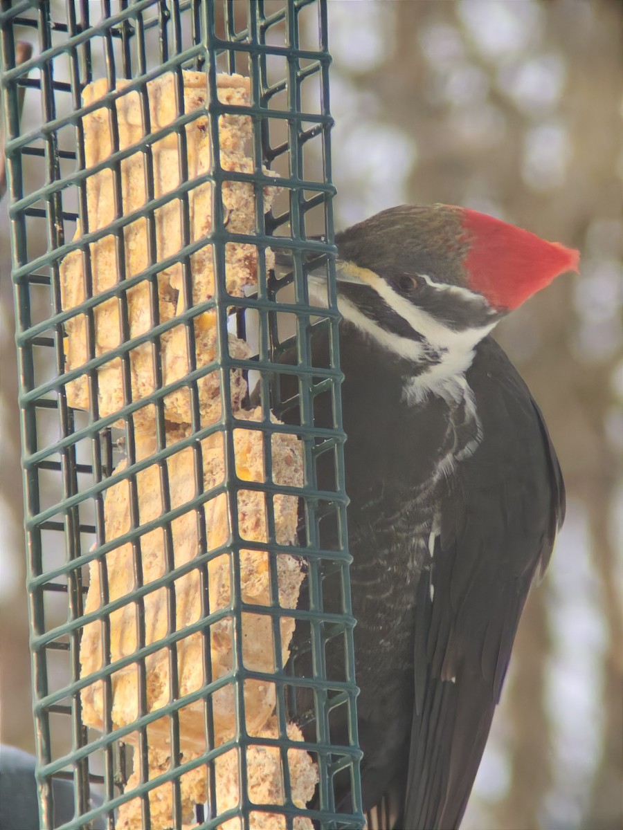Pileated Woodpecker - ML646593067