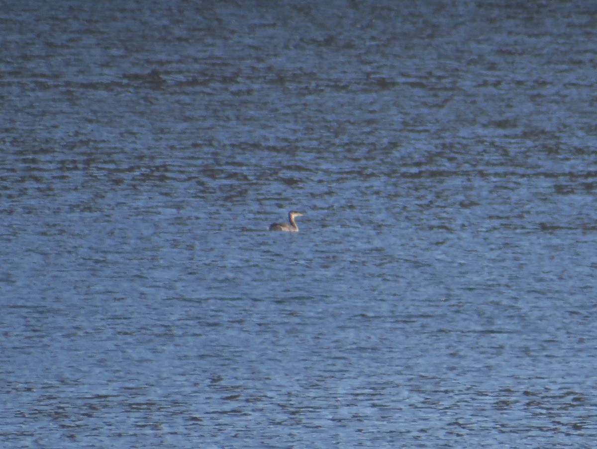 potápka rudokrká - ML646593069