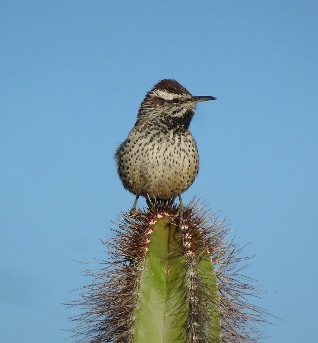 Cactus Wren - ML646593070