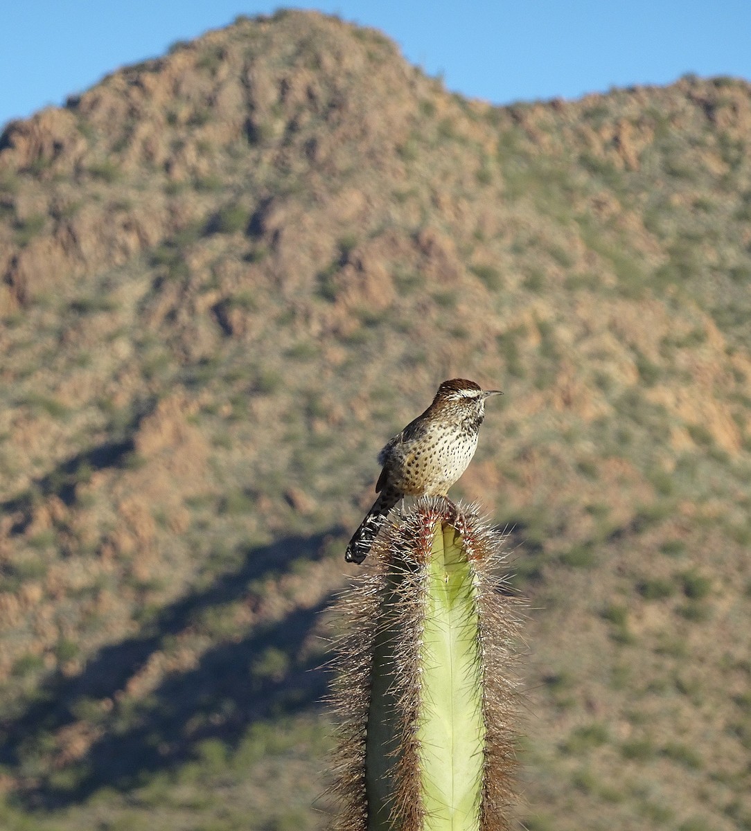 Cactus Wren - ML646593071