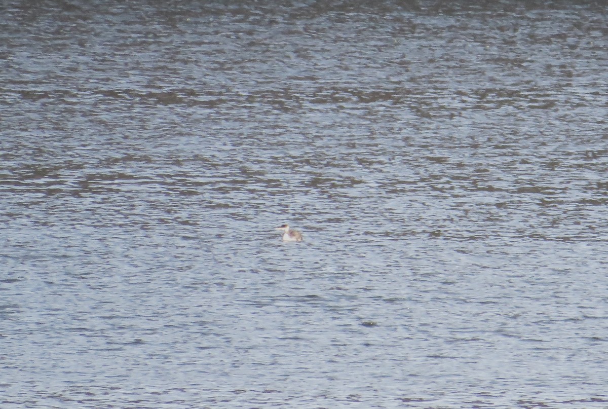 potápka rudokrká - ML646593072