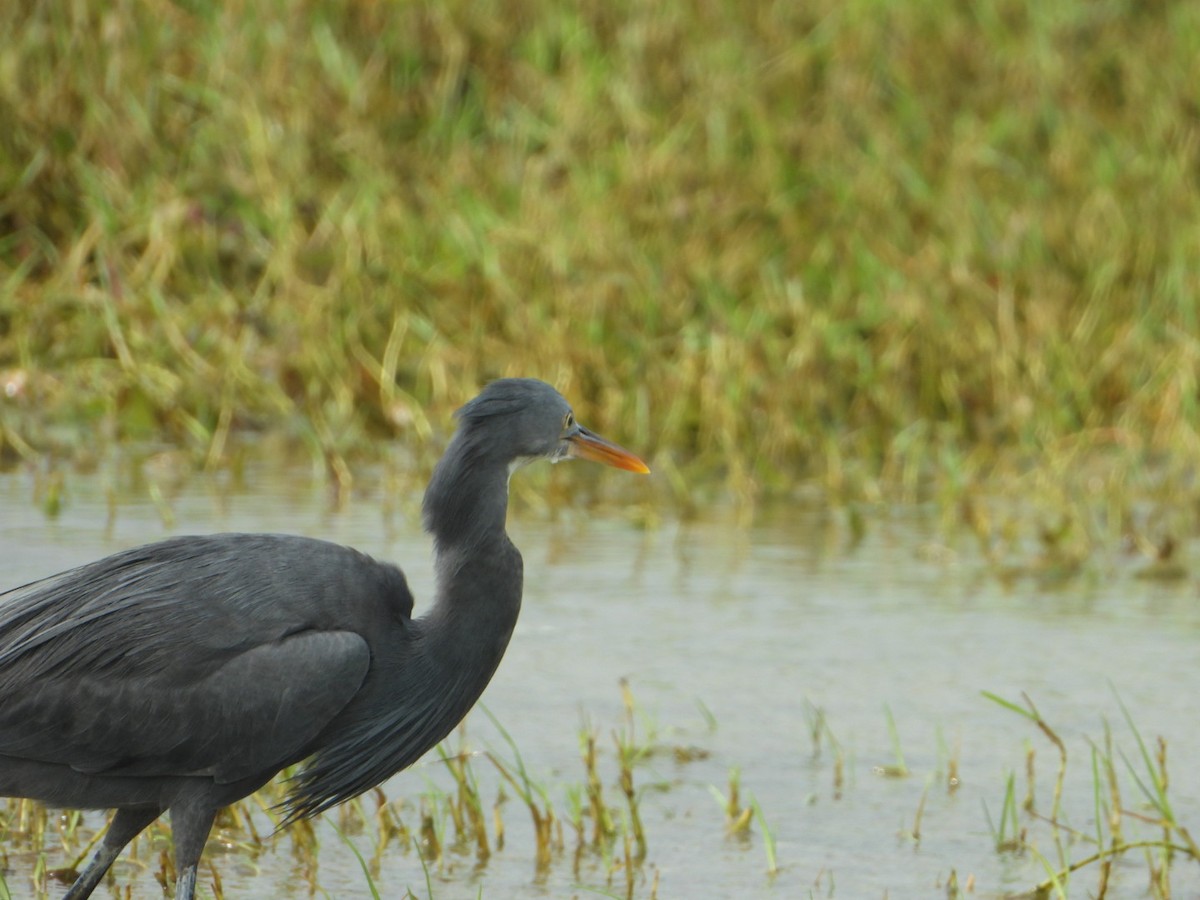 Western Reef-Heron - ML646593073