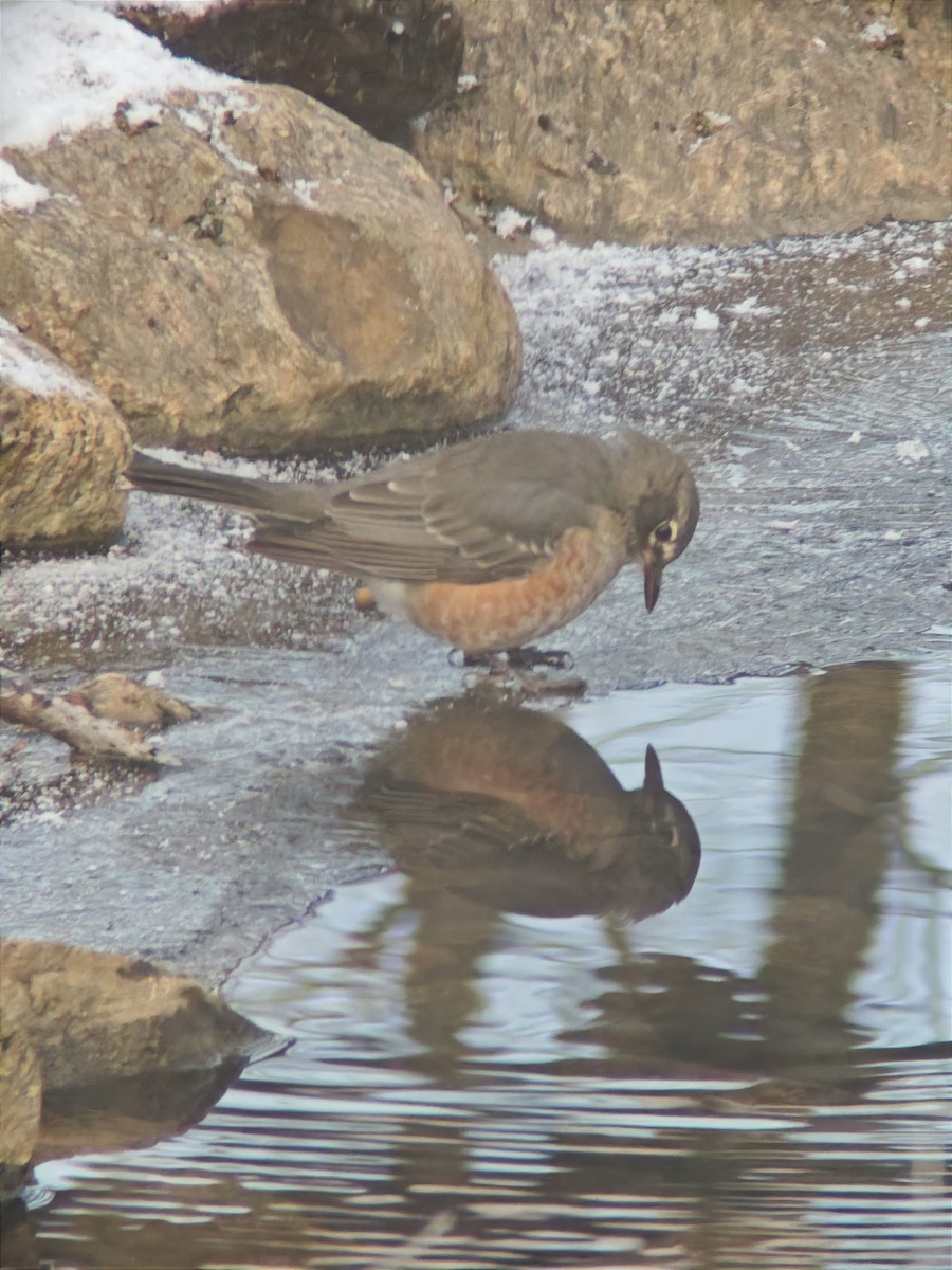 American Robin - ML646593074