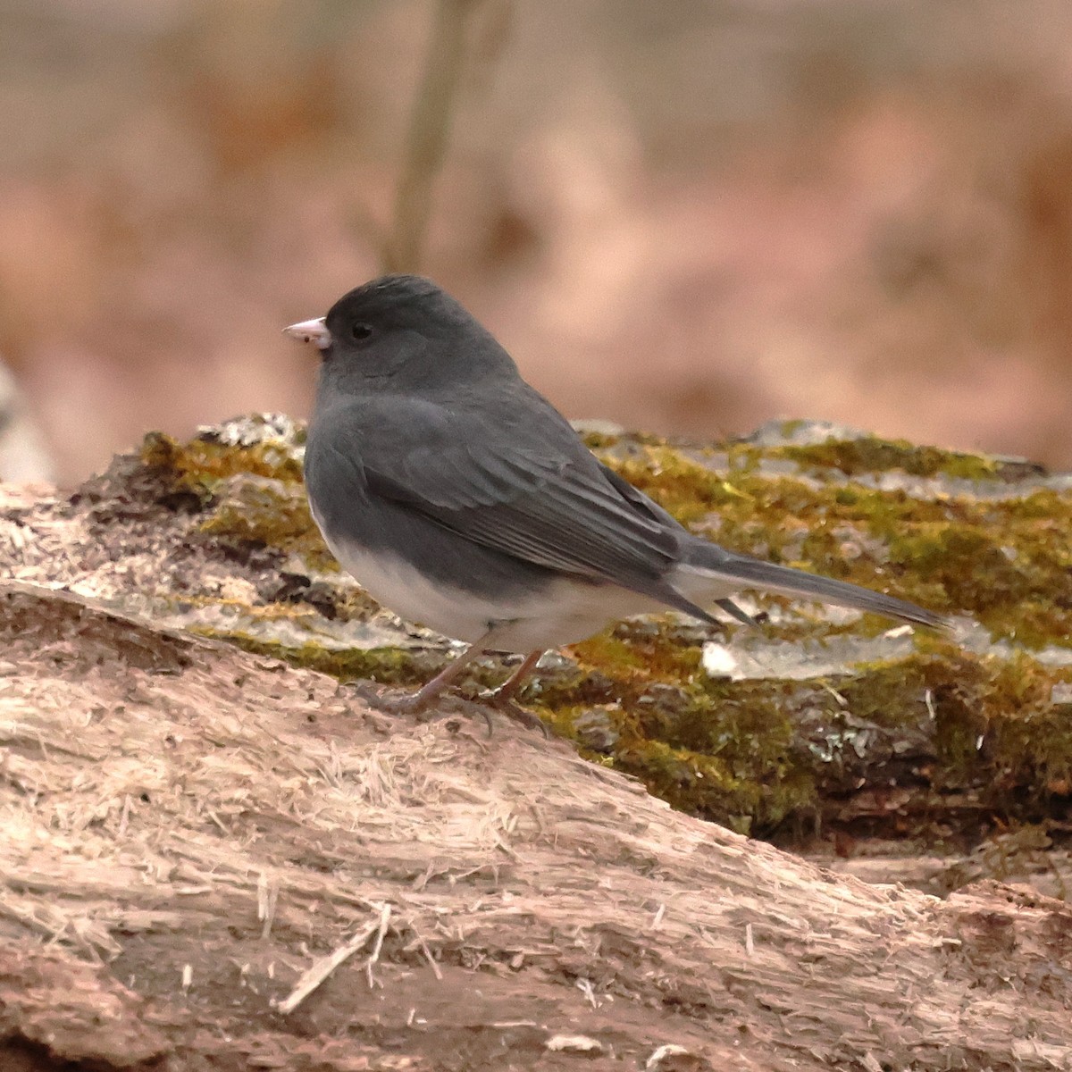 strnadec zimní - ML646593077