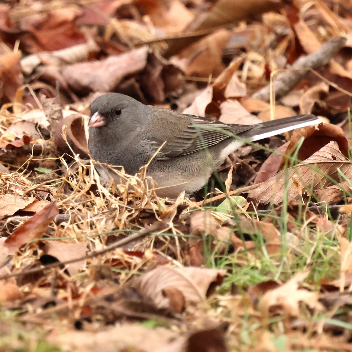 strnadec zimní - ML646593078