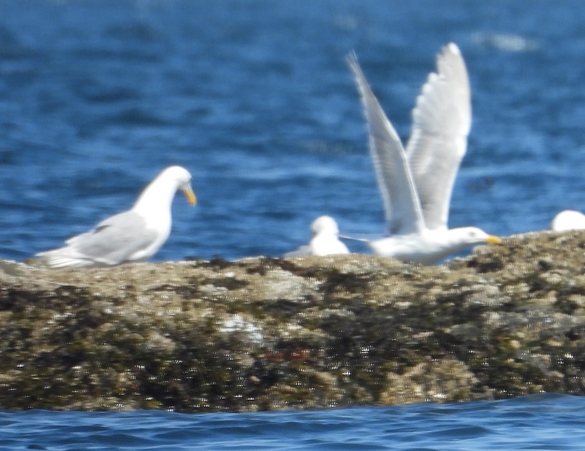 Glaucous-winged Gull - ML646593079