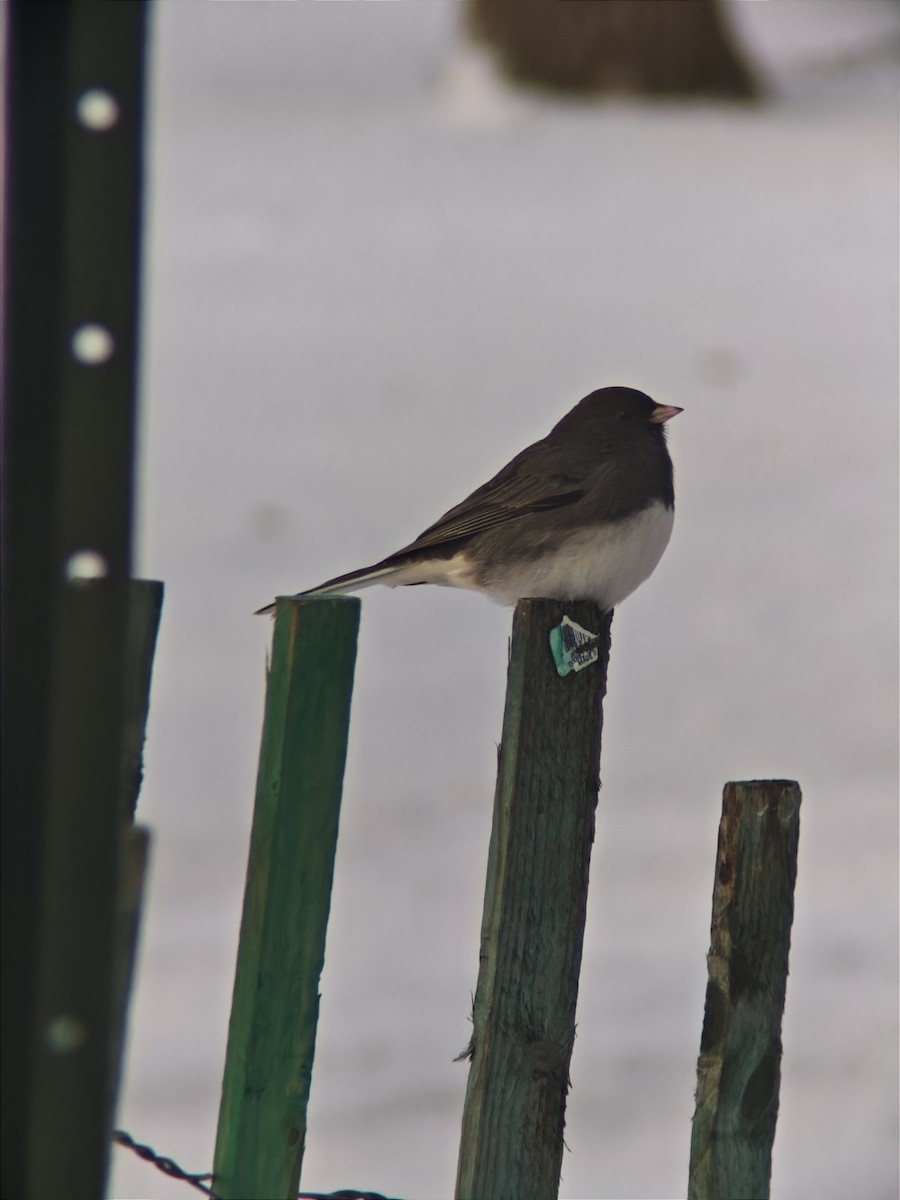 strnadec zimní - ML646593081