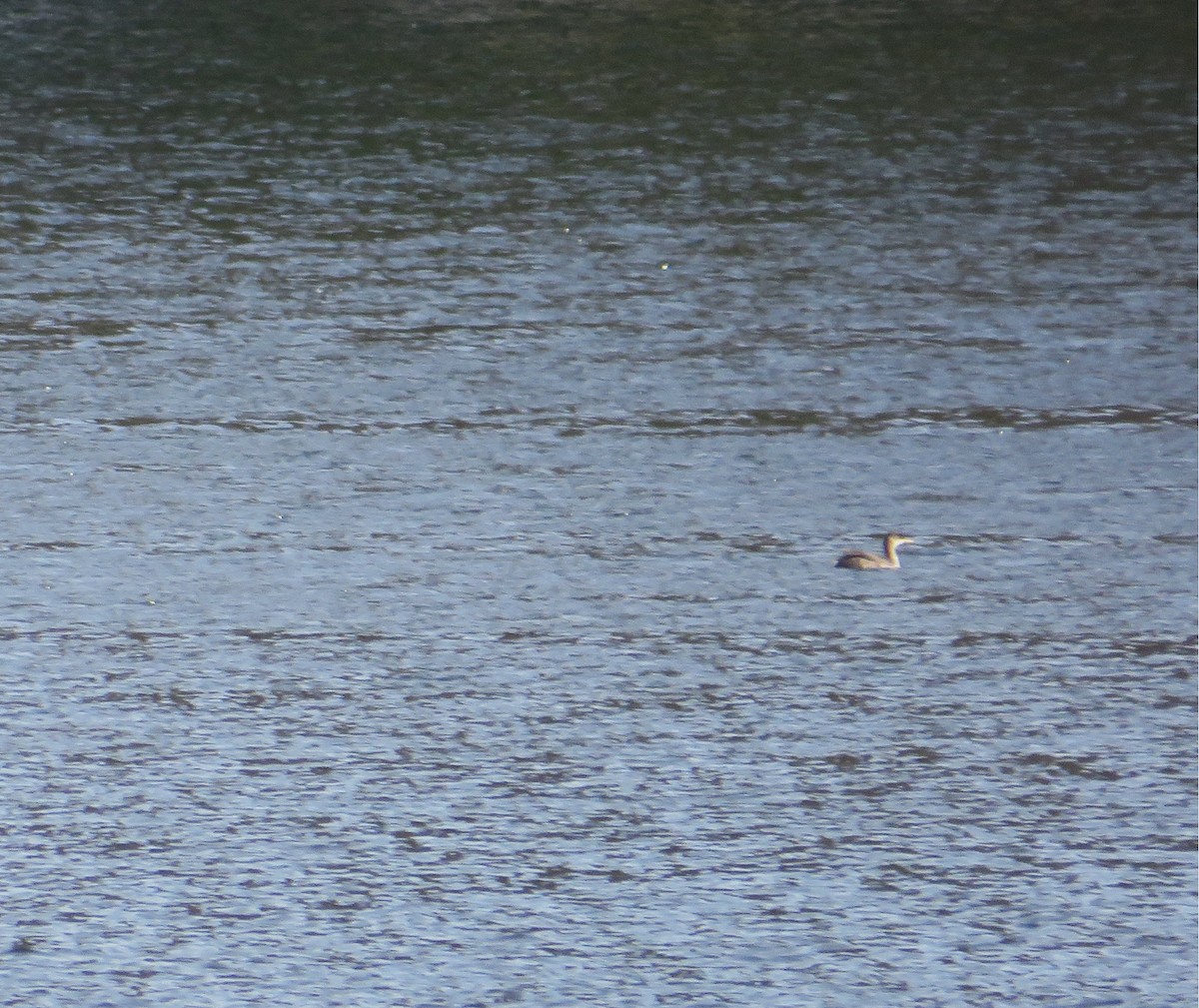 potápka rudokrká - ML646593082