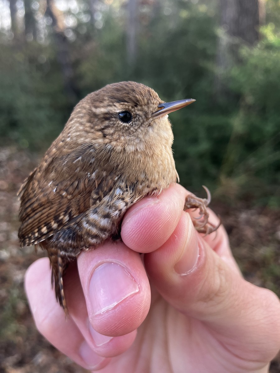 Winter Wren - ML646593083
