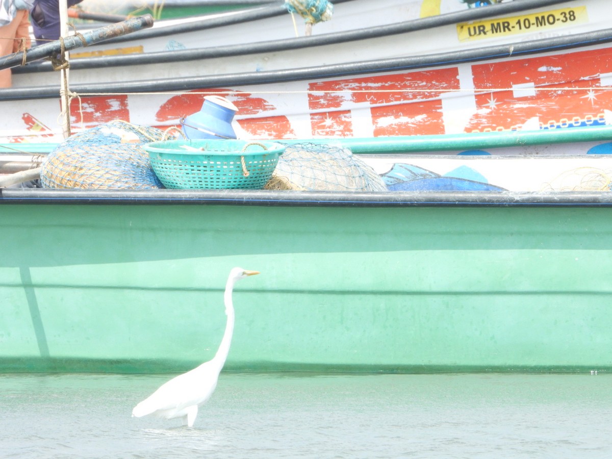 Great Egret - ML646593084